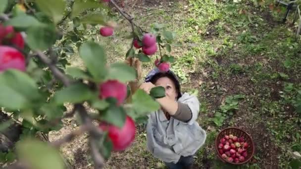 Apple Harvesting Woman Picks Apple Branch Puts Basket Top View — Stock Video