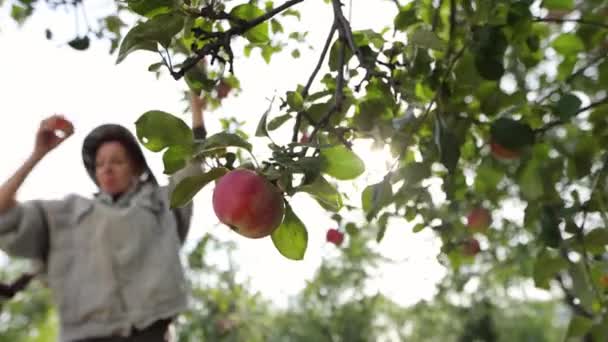 Apple Harvesting Foreground Apple Background Woman Picks Apples Tree Puts — Stock Video
