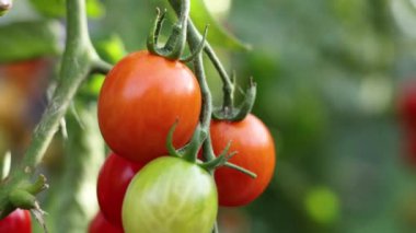 Domates hasadı. Yakın plan. Odaklan / Odaklan. Odak, domatesli bir gruptan diğerine geçiyor. Kadın eline bir demet domates aldı ve onları daldan ayırdı..