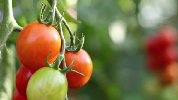 Growing Tomatoes Close Focus Focus Out Focus Moves One Bunch — Stock Video