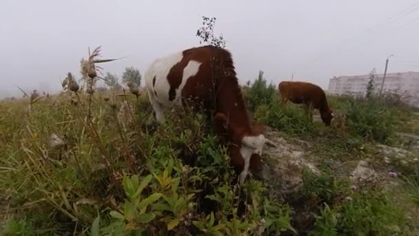 牛と子牛は放牧です 霧の朝だ 郊外の街 二頭の牛が背の高い草を食べて — ストック動画