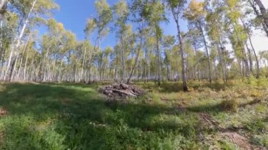 Birch Grove. Sonbahar. Ağaçlar arasında düzgün kamera hareketi.