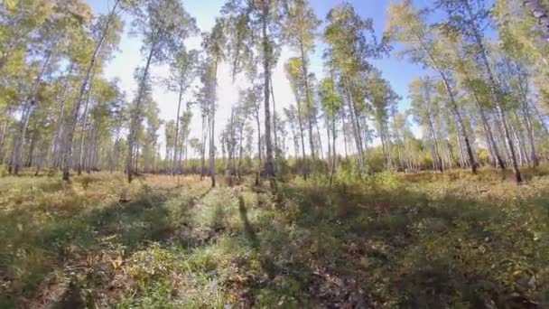 Birch Grove Forest Cherry Ősz Sima Kamera Mozgás Erdőben Megáll — Stock videók