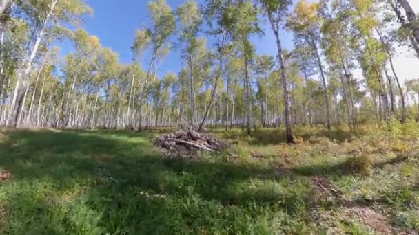 Μπέρτς Γκρόουβ Φθινόπωρο Ομαλή Κίνηση Κάμερας Μεταξύ Δέντρων — Αρχείο Βίντεο