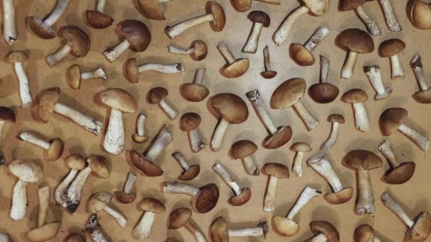 Champiñones Sobre Fondo Madera Marrón Acostado Mano Hombre Pone Boletus — Vídeo de stock