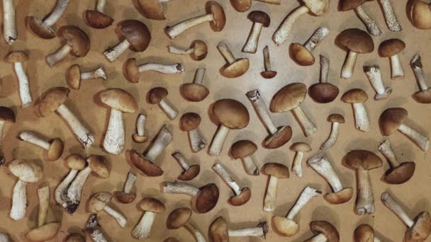 Funghi Uno Sfondo Legno Marrone Piatto Uomo Prende Boleto Funghi — Video Stock