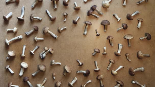 Cogumelos Fundo Madeira Marrom Deitado Mãos Masculinas Colocar Uma Cesta — Vídeo de Stock