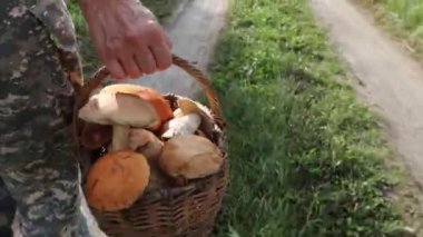 Bir sepet mantarlı mantar toplayıcısı. Bir kadın bir sepet dolusu mantarla orman yolunda yürür (Porcini mantarı, boletus ve portakal kapağı boletus) ).