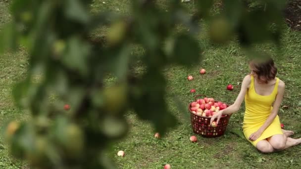 사과따기 아름다운 여성이 잔디밭에 있습니다 커다란 바구니에 사과를 모은다 수평적 — 비디오