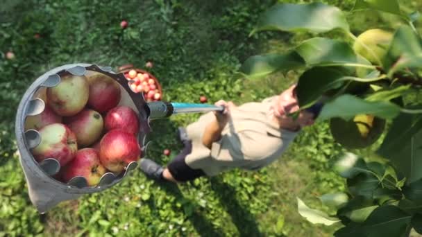 Zbieranie Jabłek Powolny Ruch Farmer Trzyma Zbieracza Wypełnionego Jabłkami Łapie — Wideo stockowe