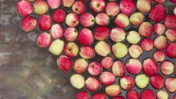 Äpfel Wasser Ansicht Von Oben Äpfel Schwimmen Langsam Auf Der — Stockvideo