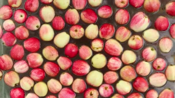 Pommes Dans Eau Vue Dessus Les Pommes Flottent Surface Eau — Video