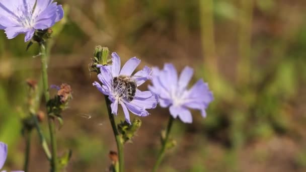 Bin Och Cikoria Närbild Ett Samlar Pollen Från Cikoriablomma — Stockvideo