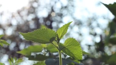 Nane yetiştiriyorum. Nane yaprakları rüzgarda sallanıyor. Güneş yaprakların arasından parlıyor. Arka plan çok güzel bulanık..