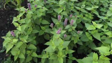 Nane şekeri. 2 shot. Bir. Nane doğada yetişir. Yatay döngü. İki. Bir adamın eli nane şekerine dokunur. Dikey kaydırma.