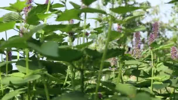 Nane Şekeri Shot Bir Nane Doğada Yetişir Çiçek Açıyor Yatay — Stok video