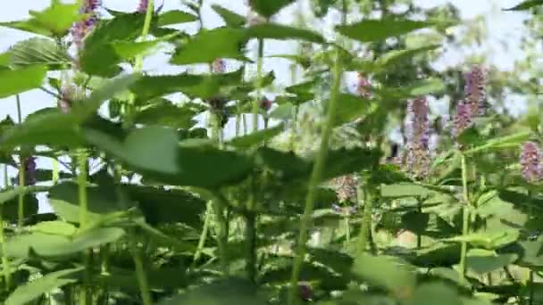 Menta Floreciente Dos Disparos Menta Crece Naturaleza Florece Panorama Horizontal — Vídeo de stock