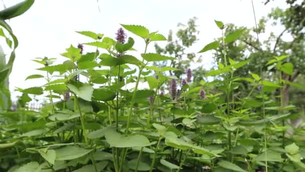 Hortelã Florescente Tiros Hortelã Cresce Natureza Panning Horizontal Mão Homem — Vídeo de Stock