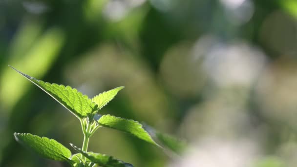 Creciendo Menta Menta Deja Influencia Viento Sol Brilla Entre Las — Vídeos de Stock