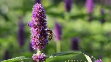 Çiçek açan nane ve arı. Yavaş çekim 4x. Nane doğada yetişir. Çiçek açıyor. Bir arı nane çiçeklerinden polen toplar.