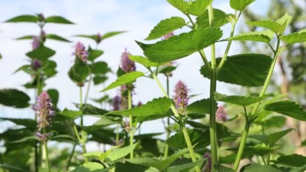 Menta Floreciente Disparos Creciendo Menta Contra Cielo Primer Plano Panning — Vídeos de Stock