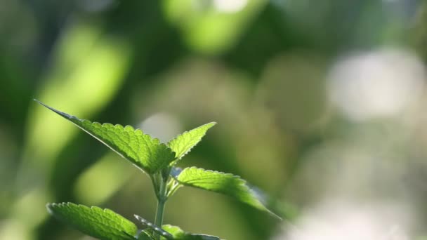 种植薄荷 横向喘息 阳光透过树叶照耀着 背景是很模糊的 绽放的薄荷映衬着天空 — 图库视频影像