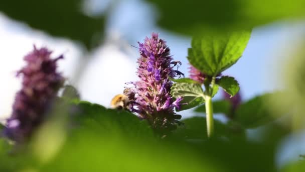 Menta Floreciente Menta Crece Naturaleza Florece Las Abejas Vuelan Lado — Vídeos de Stock