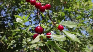 Kiraz yetiştiriyorum. Su damlacıklı kiraz dalı. El kamerası atışı..