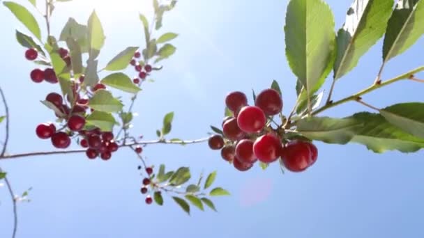 Growing Cherry Branch Cherries Background Sky Sun Rays Hand Held — Stock Video