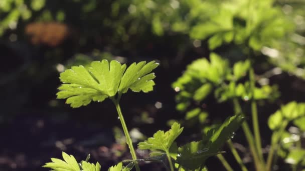 Persil Croissance Mouvement Lent Des Gouttes Eau Tombent Sur Les — Video