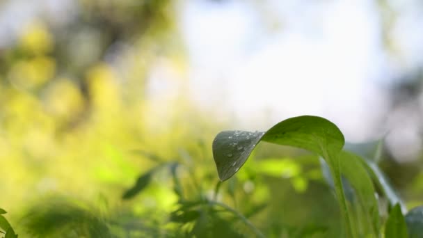 Cultivarea Spanacului Slow Motion Spanac Creștere Teren Deschis Picătură Apă — Videoclip de stoc