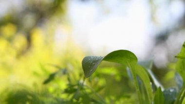 Ispanak yetiştiriyorum. Açık alanda ıspanak yetiştiriyorum. Ispanak yaprakları esiyor. Arka plan çok bulanık. Yakın plan..