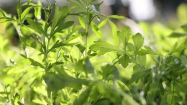 Büyüyen roka. Esinti roka yapraklarını sallıyor. Yakın plan..