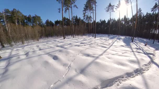 冬の森を走る アウターを持たない男は 雪の中を走り抜け 厳しいコンディションでの運動時に体を硬化させ 持久力を高めます ワイドショット — ストック動画