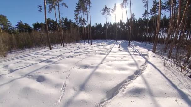 Laufen Winterwald Ein Mann Ohne Oberbekleidung Läuft Durch Die Schneewehen — Stockvideo