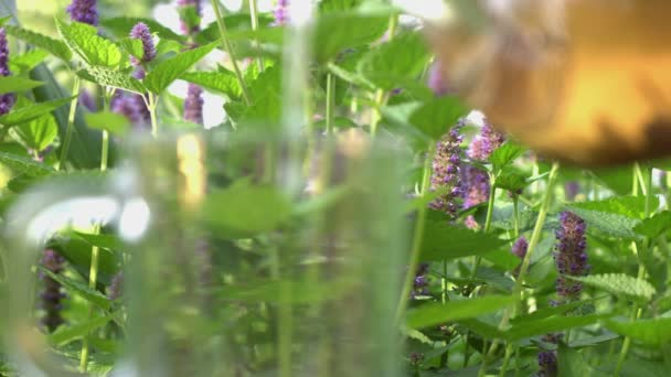 Naturen Slow Motion Koncentrera Dig Mugg Bakgrund Blommande Mynta Grönt — Stockvideo