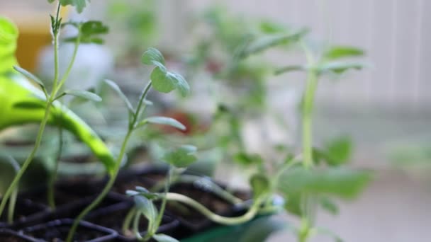 Gardening Home Shots Close Mid Shot Woman Watering Seedlings Pots — Stock Video