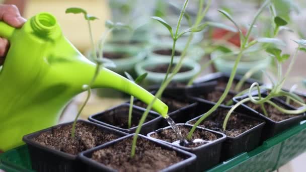 Gartenarbeit Hause Schüsse Nahaufnahme Halbzeit Eine Frau Gießt Setzlinge Töpfen — Stockvideo