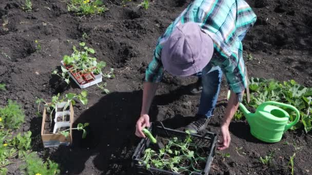 Plantar Mudas Agricultor Trouxe Uma Caixa Mudas Ele Tira Dela — Vídeo de Stock