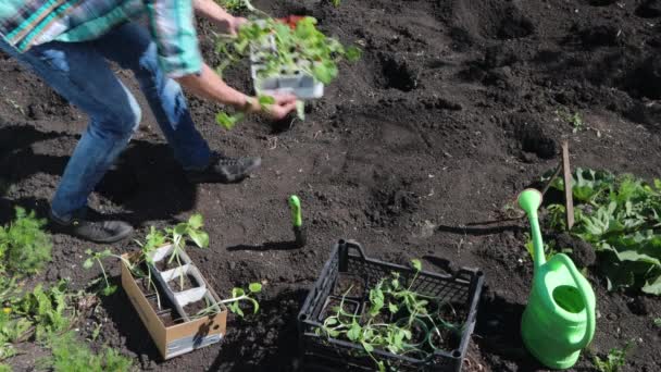 Plantando Plántulas Granjero Trajo Una Caja Plántulas Saca Ella Plantones — Vídeos de Stock