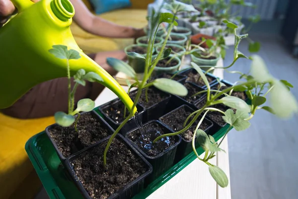 Evde bahçıvanlık. Bir kadının eli saksıda karpuz fidelerini suluyor..