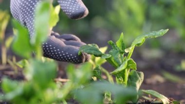 Ispanak topluyorum. Açık arazide ıspanak yetişiyor. Eldiven giymiş bir kadının eli taze ıspanak yapraklarını koparır..