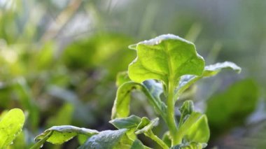 Ispanak topluyorum. Yakın plan. Açık arazide ıspanak yetişiyor. Eldiven giymiş bir kadının eli taze ıspanak yapraklarını koparır..