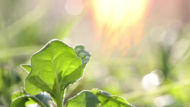 Growing Spinach Shots Spinach Growing Open Ground Shot Camera Moves — Stock Video