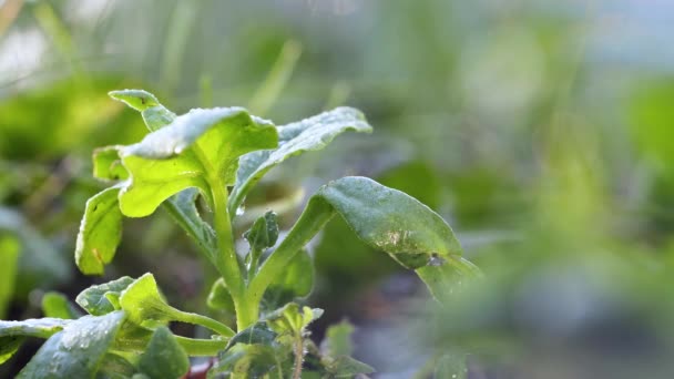 Cosechando Espinacas Shots Spinach Creciendo Campo Abierto Disparo Cámara Mueve — Vídeo de stock