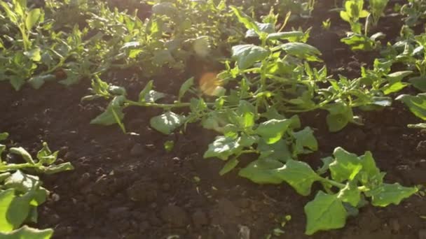 Spinat Ernten Schüsse Spinat Wächst Offenen Boden Aufnahme Die Kamera — Stockvideo