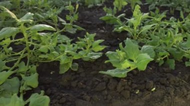 Ispanak yetiştiriyorum. Büyüyen ıspanağın arasında taze toplanmış ıspanak yapraklarıyla dolu ahşap bir tabak var. Kamera ıspanak yatakları boyunca sorunsuz hareket ediyor..