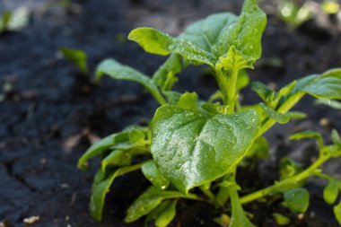 Ispanak yetiştiriyorum. Yakın plan. Yeni Zelanda ıspanağı açık zeminde yetişiyor.. 