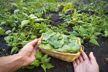 Ispanak topluyorum. Açık arazide ıspanak yetişiyor. Erkek elleri taze toplanmış ıspanak yapraklarıyla dolu sepeti tutar..