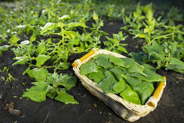 Ispanak topluyorum. Büyüyen ıspanağın arasında taze toplanmış ıspanak yaprakları sepeti var..